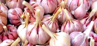 Beschreibung der Sorte des Winterknoblauches Gribovsky, Merkmale des Anbaus und der Pflege