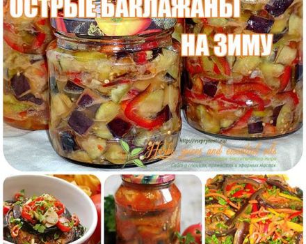 5 најбољих рецепата за кување зачињених патлиџана за зиму и чување