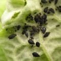 Wie man mit Blattläusen auf Johannisbeeren umgeht, mit chemischen und volkstümlichen Mitteln, Verarbeitungsregeln