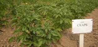 Περιγραφή της ποικιλίας πατάτας Scarb, χαρακτηριστικά καλλιέργειας και φροντίδας