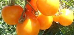 Beschreibung der Tomatensorte Nizhegorodsky Kudyablik, ihre Eigenschaften