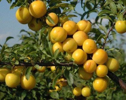 Опис најбољих сорти шљиве на Уралу, њихова садња и брига