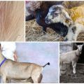 Причини за косопад при кози и методи на лечение, методи за профилактика