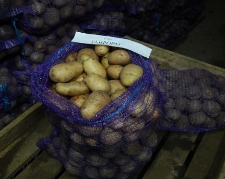 Popis odrůdy brambor Aurora, vlastnosti pěstování a péče