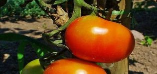 Опис сорте парадајза Данн, његове карактеристике и гајење