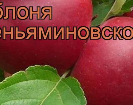 Χαρακτηριστικά και περιγραφή της ποικιλίας μήλου Venyaminovskoye, φύτευση και φροντίδα
