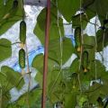 Descrição da variedade de pepinos Varanda Milagre, características de cultivo e cuidado