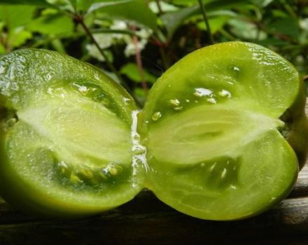 Opis odmiany pomidora Princess Frog i jej właściwości