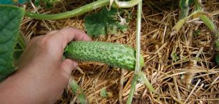 Descrição das melhores variedades de pepino resistentes ao oídio