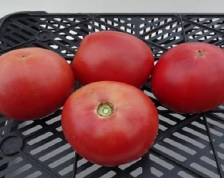 Beschreibung der Alesi-Tomatensorte und ihrer Eigenschaften