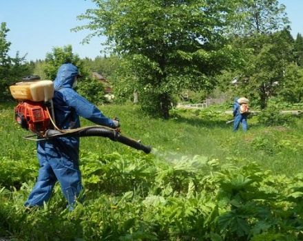 Description of the best herbicides from hogweed and the rules for processing drugs