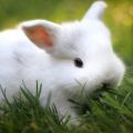 Popis a vlastnosti králíků plemene Hermelin a pravidla pro jejich chov