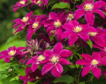 Hoe kun je in de herfst clematis voeren, de beste meststoffen voor bloemen