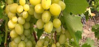 وصف وخواص زراعة عنب Pervozvanny