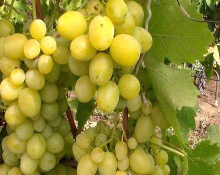Descrição e sutilezas do cultivo de uvas Pervozvanny
