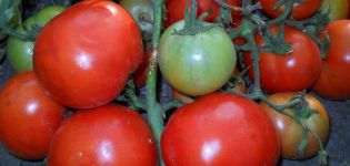 Descrizione della varietà di pomodoro Guance spesse e sue caratteristiche