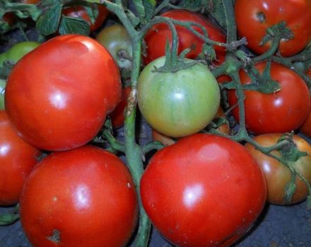 Beschreibung der Tomatensorte Dicke Wangen und ihre Eigenschaften