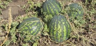Beschreibung der Wassermelonensorte Kholodok und Merkmale ihres Anbaus, ihrer Sammlung und Lagerung von Pflanzen