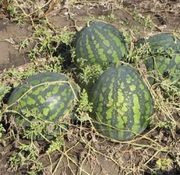 Descrição da variedade de melancia Kholodok e características de seu cultivo, coleta e armazenamento da safra