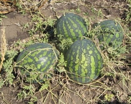 Descrição da variedade de melancia Kholodok e características de seu cultivo, coleta e armazenamento de safras