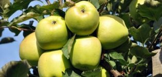 Характеристики и описание на сорта ябълка Ainur, оценка на вкуса и устойчивост на болести