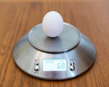 How many grams does one chicken egg weigh and deciphering the markings