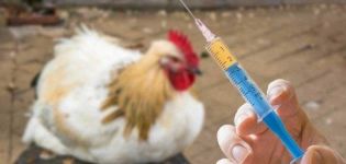 Liste der 16 besten Antibiotika für Hühner, wie man Medikamente richtig gibt