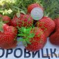 Опис и карактеристике Боровитске јагоде, гајење и размножавање
