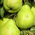 Описание и характеристики на сорта круша от августовска роса, време на зреене, засаждане и грижи
