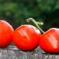 Pomidorų veislės „Heart Kiss“ aprašymas, auginimo ypatybės ir derlius