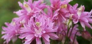 Περιγραφή των ποικιλιών και των τύπων terry aquilegia, κανόνες φύτευσης και φροντίδας
