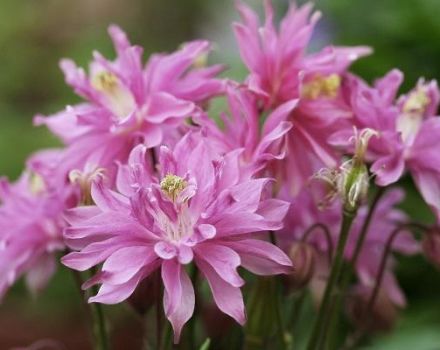 Beschreibung der Sorten und Arten von Frottee-Aquilegien, Pflanz- und Pflegevorschriften