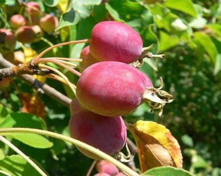 Description des variétés et variétés de pommiers chinois, règles de plantation et d'entretien, régions de culture