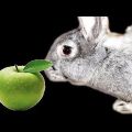 Can rabbits be given apples and how is it right