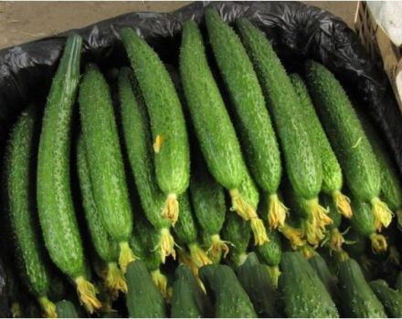 Cultivo e descrição da variedade de pepino cobra chinesa