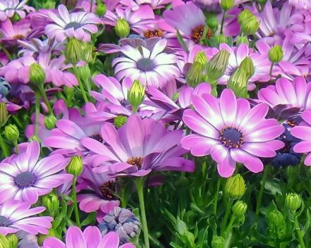 Cultivant dimorphoteka a partir de llavors, plantació i cura en camp obert