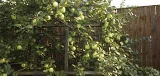 Περιγραφή της ποικιλίας μήλου της Μόσχας αργότερα, χαρακτηριστικά της ποικιλίας και των φρούτων, ο χρόνος της ανθοφορίας και της ωρίμανσης