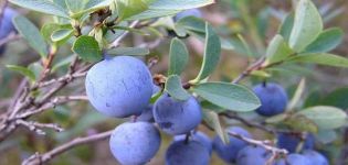 Eigenschaften und Beschreibung von Erliblu Blaubeeren, Pflanzung und Pflege
