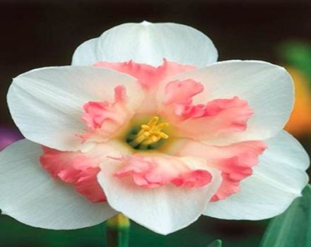 Beschreibung und Feinheiten des Anbaus einer Narzissensorte Pink Wonder