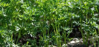 Is it possible to plant carrots in July and how to take care of the garden in such conditions