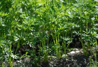 Ist es möglich, im Juli Karotten zu pflanzen und wie man den Garten unter solchen Bedingungen pflegt?