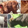 Симптоми и диагноза на бучки кожни заболявания, лечение и профилактика на говеда