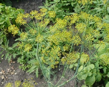 What can be planted after dill next year, and what not