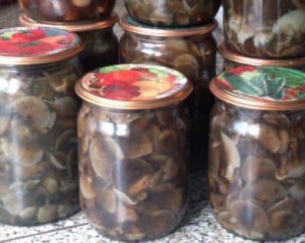 As 10 melhores receitas para marinar cogumelos de celeiro em casa durante o inverno