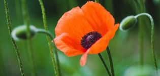 Beschreibung der Arten und Sorten von Gartenmohn, Pflanzen und Pflege auf freiem Feld