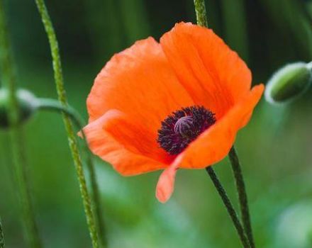 Beschreibung der Arten und Sorten von Gartenmohn, Pflanzen und Pflege auf freiem Feld