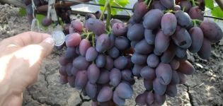 Описание и характеристики на гроздето Krasotka, узряване и грижи