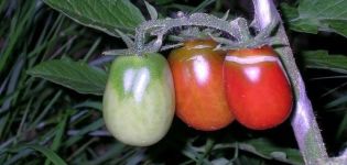 Descrição da variedade siberiana de tomate Barnaul enlatado e suas características