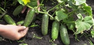 Les meilleures variétés, règles pour planter et cultiver des concombres en plein champ en Sibérie