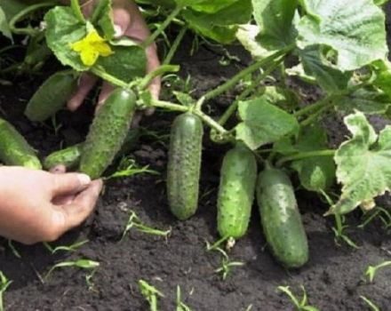 As melhores variedades, regras de plantio e cultivo de pepinos em campo aberto na Sibéria